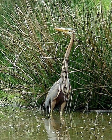 purple heron